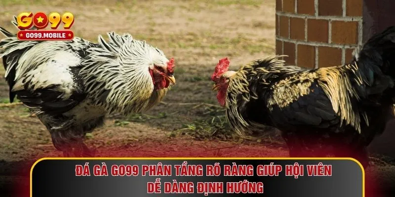 Đá gà GO99 phân tầng rõ ràng giúp hội viên dễ dàng định hướng